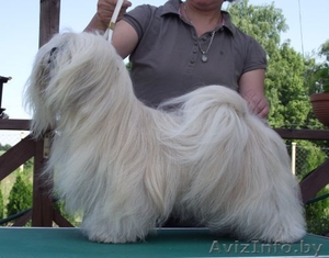 Щенки Лхаса Апсо #364608