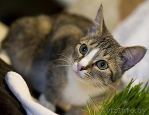 Маленькая кошечка серебристого окраса  #344172