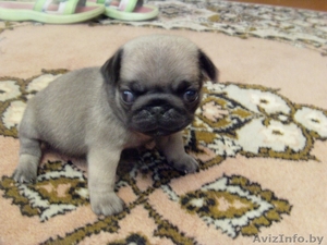 Мопса щенки продажа Минск #353625
