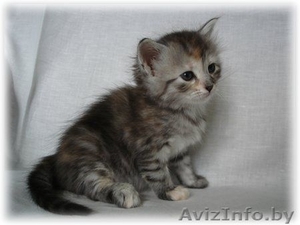 Сибирские котята от чемпионов #368058