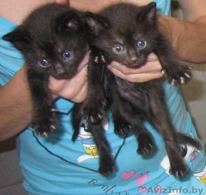 Котята в добрую семью #366754