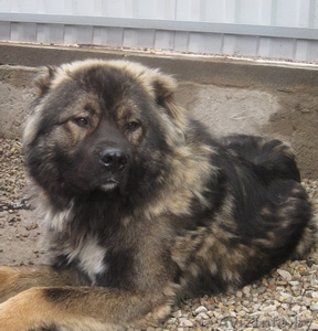 Кавказскую овчарку - отличный сторож! #348954