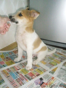 Щенок -Тобиk мечтает о доме #344415