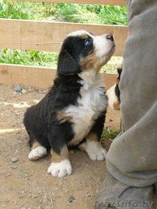 Качественные щенки Бернского зенненхунда #358610