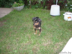 пропала собака (той-терьер) #352407