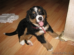 Щенки бернского зенненхунда с элитной родословной #341486