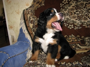 Щенки бернского зенненхунда (2 месяца) #341519
