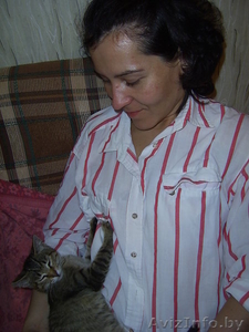 Самый ласковый и мурчащий котенок в дар  #347262