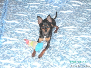 Той-терьер  продажа Минск #369183