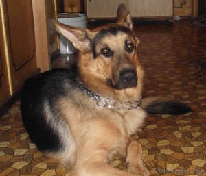 вязка кобеля немецкой овчарки #347861