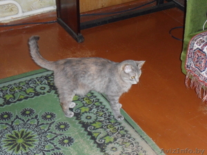 пропала кошечка #344246