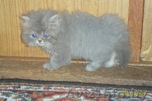 Персидские и британские котята от чистокровных родителей. #345350