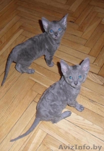 Котята корниш-рексы #361818