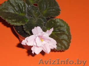 продам фиалки сортовые #367202