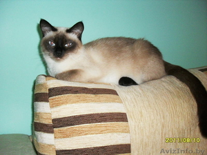 срочно нужен сиамский кот для вязки #352909