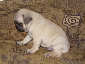 продается щенок мопса 2 месяца  #368063