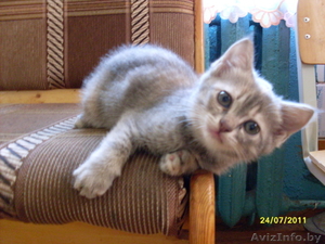 Отдам котонка в хорошие руки #347689