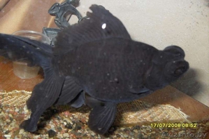 Продам черного телескопа #346839