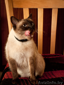 Бунси – шикарная кошка с хорошими манерами #344171