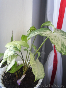 комнатные растения Курасовщина #340173