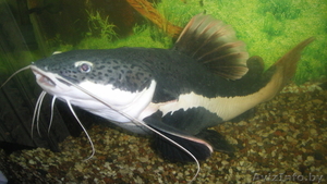 ПРОДАМ СОМИКА КРАСНОХВОСТОГО #357009