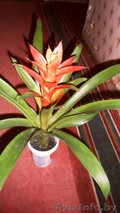 Гусмания. Guzmania #364942