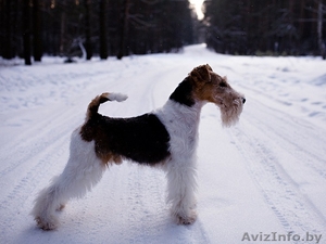 Щенок жесткошерстного фокстерьера #356776