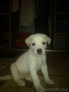 Отдам щенка за Спасибо #358745