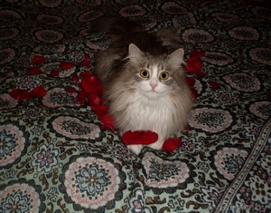 кошку в добрые руки #339714