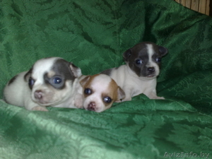 щенки чихуа хуа #370106