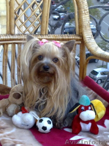 стрижка йоркширских терьеров,  любые стрижки на дому(центр),  полный гигиенический #371351