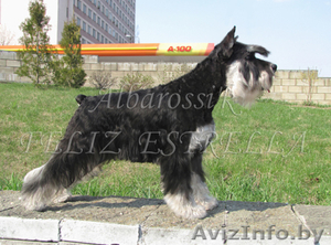 Цвергшнауцера щенки с отличной родословной чёрный с серебром #378863