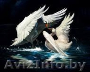 Проведение свадеб, юбилеев и прочих торжеств. #372333