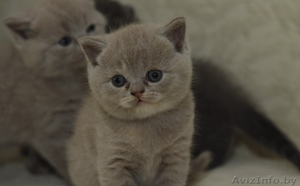 Продам котят британца короткошерстного. Мальчики. #371344