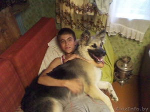 Дарю собаку в Витебске #378796