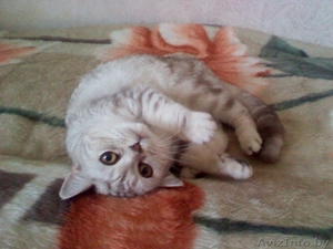 Майра - британская ласковая кошечка. #374328