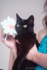 Котенок подросток в дар! #382993