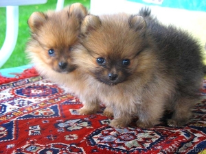 Померанского шпица шикарные щенки #373271