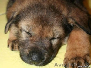 Щенок девочка в дар! 1,  5 месяца. #376854