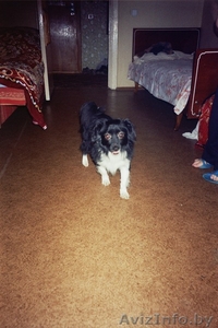 Приму в дар щенка или собачку. #392280