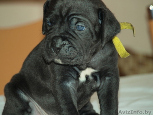 КАНЕ КОРСО ЩЕНКИ ОТ ПРОИЗВОДИТЕЛЯ ИЗ 