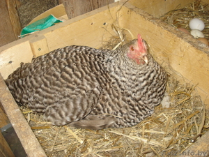 Продажа домашней птицы #378828