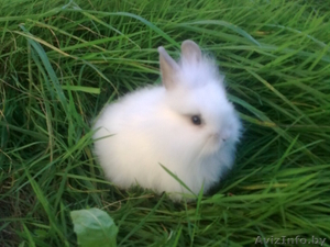 Кролики декоративные карликовые #315516