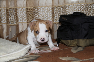 американского стаффордширского терьера щенки #378457