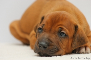 щенки  риджбека #375122