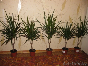 ДРАЦЕНА по уникально низкой цене! #376726