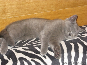 Британцы котята #388079