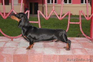 Продаётся щенок карликовой таксы. #385847