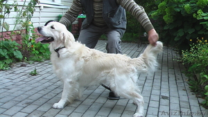 Предложение на вязку кобель голден ретривер #384251