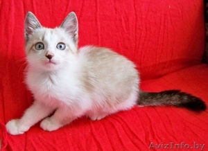 Замечательные котята в дар! #378220